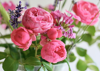 Rosen Blüte im Sommer bei weichem Licht, florale Elemente