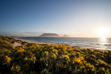 Gelbe Blumen am Strand mit Blick auf den Tafelberg.