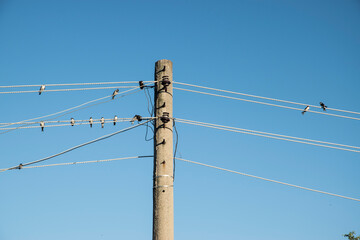 Swallows perched on electric pole wires on blue sky background