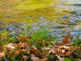 autumn leaves and a calm river