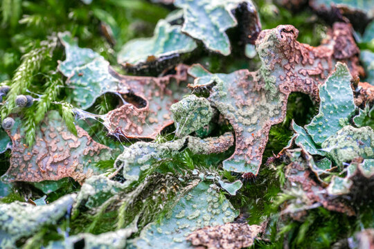 Green and red foliose lichens looking like leaves
