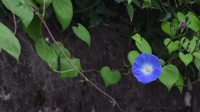 Close-up of blue Convolvulus. Delicate and graceful, the  Convolvulus is a perennial herbaceous plant native to Asia