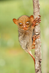 Tarsius aka Tarsier From Borneo Island