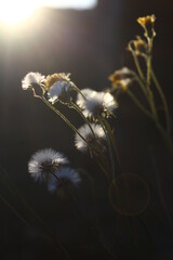 Beautiful dandelion flowers in sunlight
