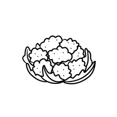 Vector isolated colorless black line cauliflower. Organic food illustration for healthy lifestyle and vegan diet