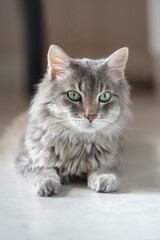 Obraz na płótnie Canvas 14 year old domestic cat