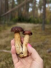 mushrooms in the hand on the autumn forest background