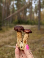 mushrooms in the hand on the autumn forest background