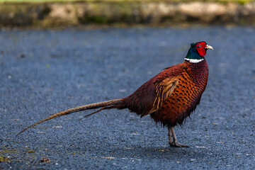 Ring necked pheasant wildlife colored bird 
