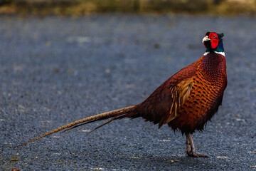 Ring necked pheasant wildlife colored bird 