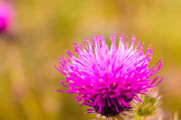 flower, thistle, purple, nature, plant, summer, wild, flora, blossom, macro, wildflower, pink, bloom, spring, field, closeup, meadow, grass, garden, weed, color, clover, violet, beauty