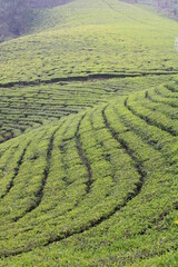 tea estate in munnar kerala india 