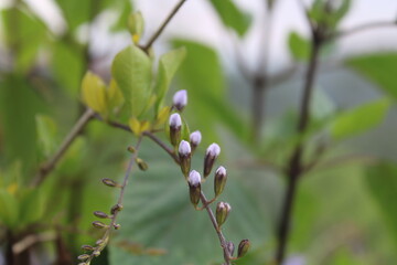 wild flower with plant