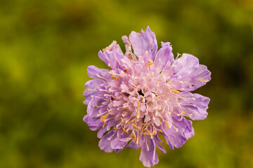 flower, nature, purple, plant, garden, pink, summer, spring, blossom, bloom, flowers, flora, macro, violet, beauty, cornflower, clover, color, onion, close-up, allium, lilac, bee, petal, herb