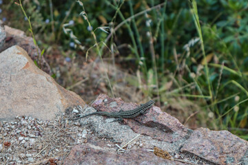 Lizard on a rock.