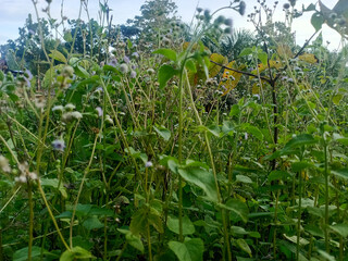 corn field in the summer