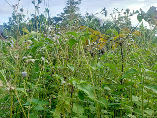 field in summer green plants 