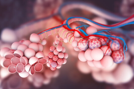 Alveoli in lungs. 3d illustration