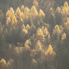 Wälder und Bäume im Nebel  und Sonnenstrahlen in den dolomiten