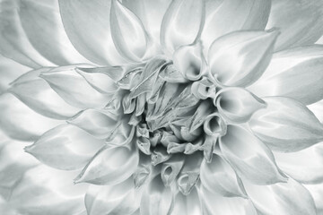 Full blooming Dahlia flower head monotone texture, close up macro photograph (Retouched and silverly color manipulated image) 