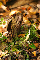 Fern and grass leaves peeking around the roots of a dead tree. Close up nature macro photography.