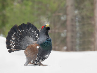 Majestic Western Capercaillie (Tetrao Urogallus) with big tail courting on a cold winter morning