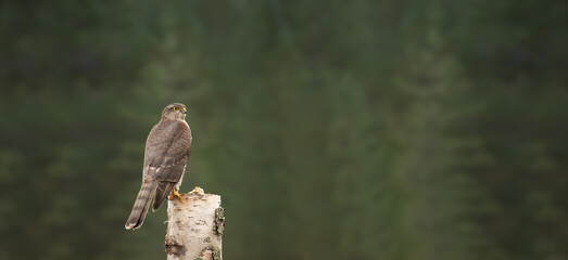 The Eurasian sparrowhawk (Accipiter nisus) sitting on the dry birch trunk. Sized to fit for cover image on popular social media site.