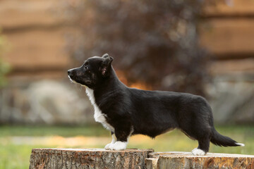 Cute Welsh Corgi Cardigan puppy dog outdoor. Fall season. Dog on walk. Happy puppy. Dog kennel