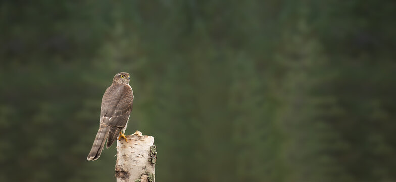 The Eurasian sparrowhawk (Accipiter nisus) sitting on the dry birch trunk. Sized to fit for cover image on popular social media site.