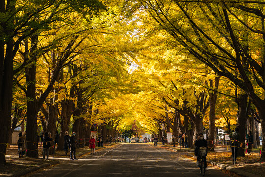 銀杏並木 Images – Browse 4,243 Stock Photos, Vectors, and Video