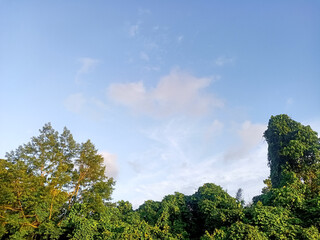 clouds over the forest sky view