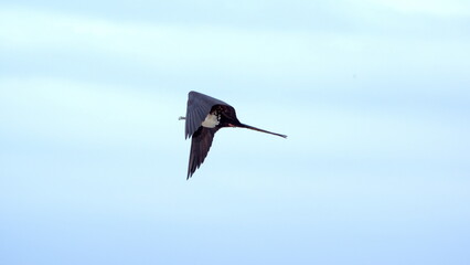 Female Magnificent frigatebird (Fregata magnificens) in flight, in Puerto Lopez, Ecuador