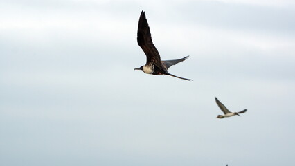 Female Magnificent frigatebird (Fregata magnificens) in flight, in Puerto Lopez, Ecuador