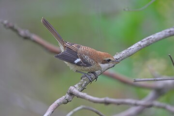 モズの幼鳥
