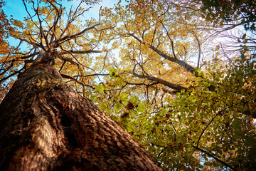 Beautiful oak tree with autumn colorful leaves.Bottom view.