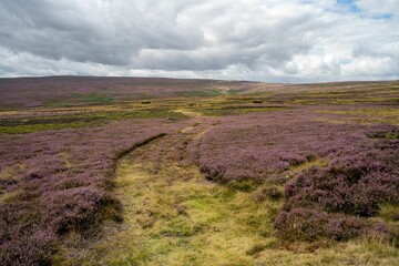 Field with Heather in bloom on moorland under a cloudy sky