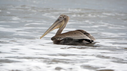 Brown pelican (Pelecanus occidentalis) swimming near the beach in Puerto Lopez, Ecuador