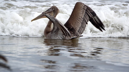 Brown pelican (Pelecanus occidentalis) swimming near the beach with its wings extended in Puerto...