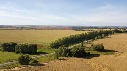 Fototapeta na wymiar Fields with ripe wheat from a bird's-eye view on a clear day.