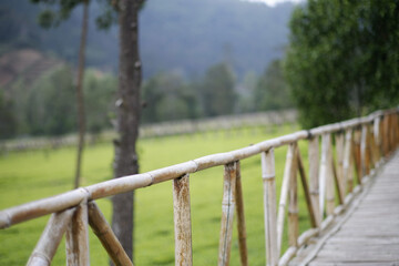 bamboo street