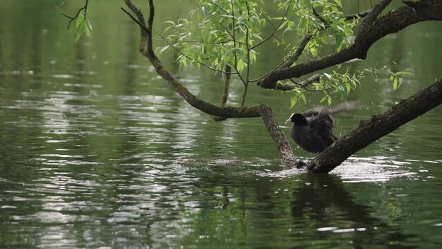 Slow motion coot bird pruning its feathers standing on a branch in lake