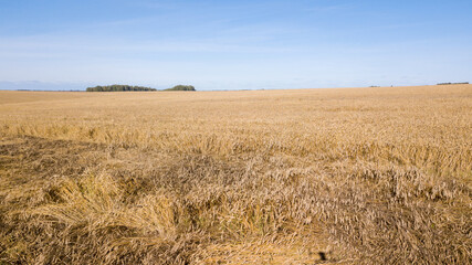 Fields with ripe wheat from a bird's-eye view on a clear day.