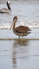Brown pelican (Pelecanus occidentalis) wading in shallow water in Puerto Lopez, Ecuador
