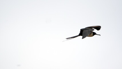 Female Magnificent frigatebird (Fregata magnificens) in flight, in Puerto Lopez, Ecuador