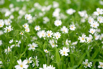 fresh green meadow with Stellaria wild white flowers blooming in spring forest