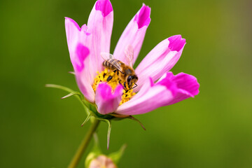 .Bee and flower. Close up of a large striped bee collects pollen on Cosmea (Cosmos) flowers. Macro horizontal photography. Summer floral background