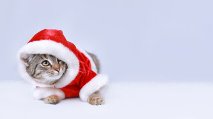 Cat in Santa costume. Christmas Cat card. Kitten on the white background. Concept of adorable little pets. Kitten Santa Claus. Merry Christmas. Happy New Year. Winter. Copy space. Place for text.