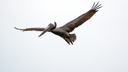 Brown pelican (Pelecanus occidentalis) in flight, in Puerto Lopez, Ecuador
