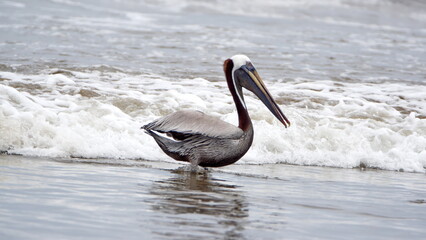 Brown pelican (Pelecanus occidentalis) wading in shallow water in Puerto Lopez, Ecuador