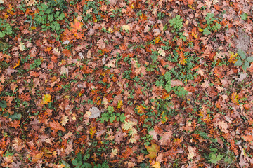 Colorful bright seasonal autumn background pattern. Vibrant carpet of fallen forest leaves. Outdoor. Brown yellow red orange oak leaves in autumn forest